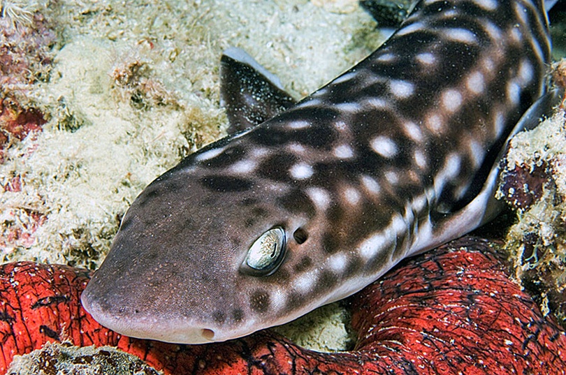 Обыкновенная кошачья акула (Scyliorhinus canicula)