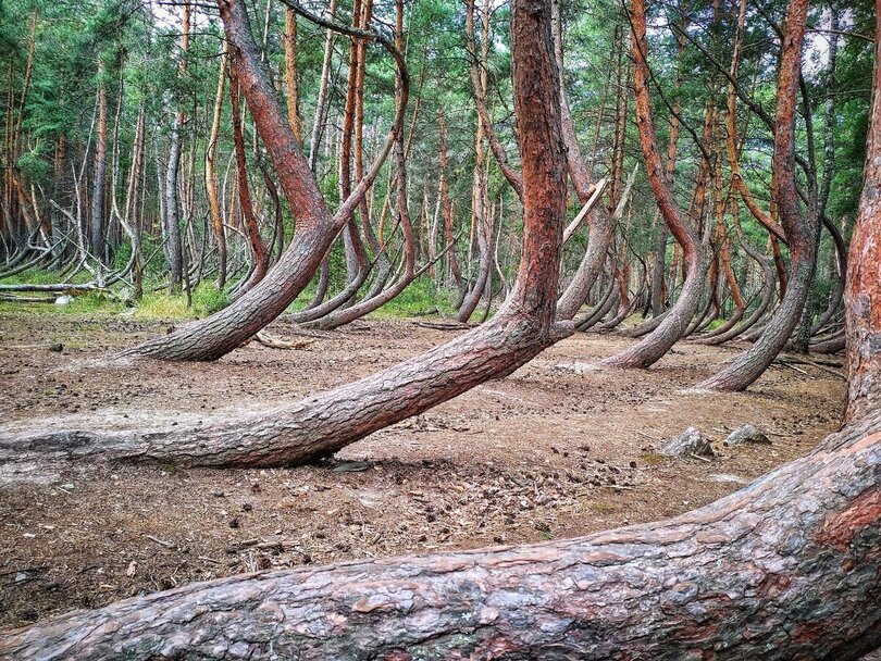 «Пьяный» лес в Шиловском районе