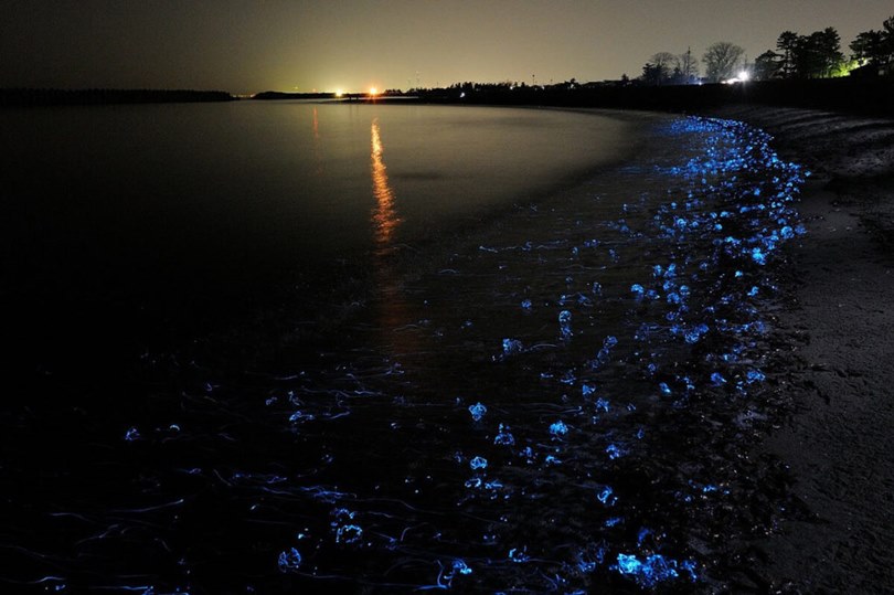 Светящийся планктон