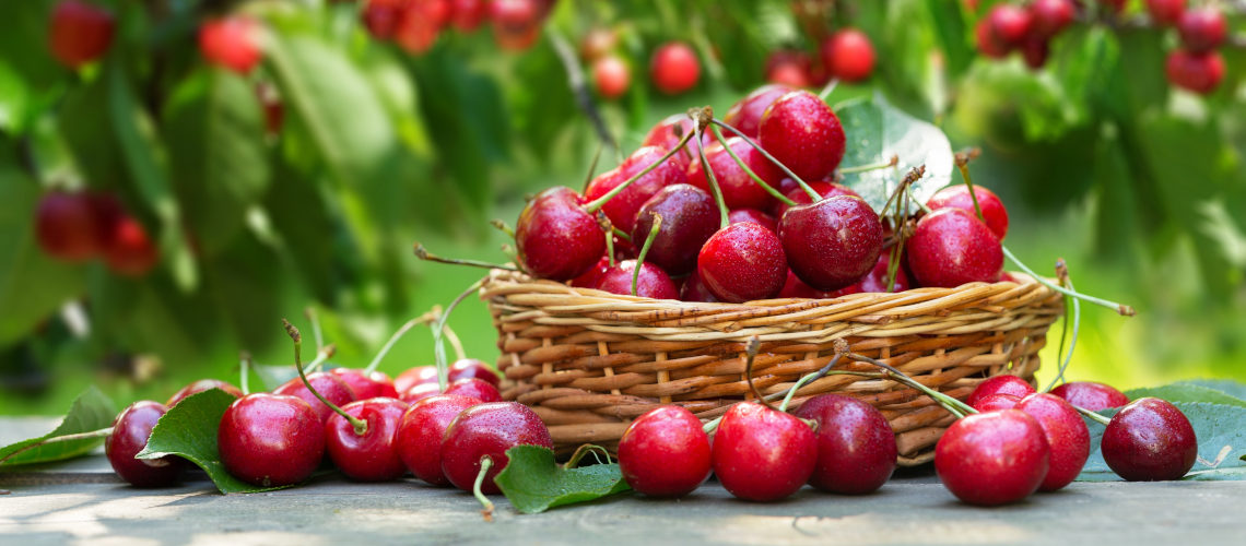 Какие фрукты в Крыму: полный гид по сезонам созревания