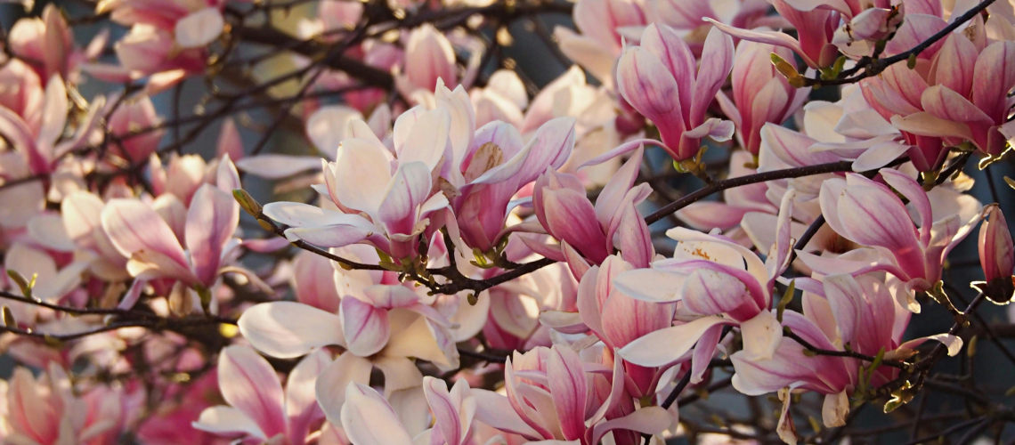 Когда цветет магнолия и где ею можно полюбоваться
