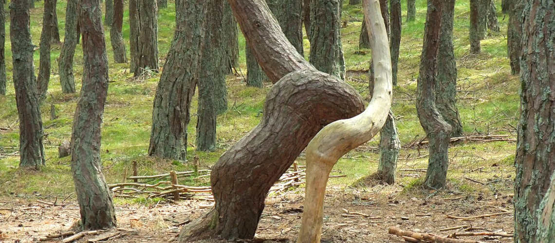 Изображение №7 статьи - Танцующий лес на Куршской косе: чем интересен и как добраться							