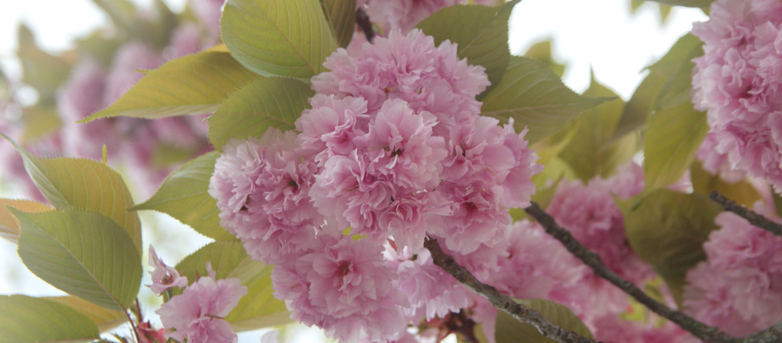 Сакура в России: от Дальнего Востока до Москвы