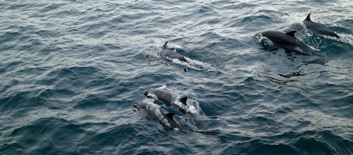 Дельфины Черного моря: 3 вида, где встретить и интересные факты