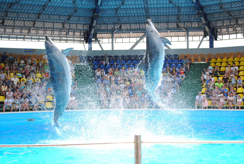 Дельфинарий «Аква-Мир» в Небуге