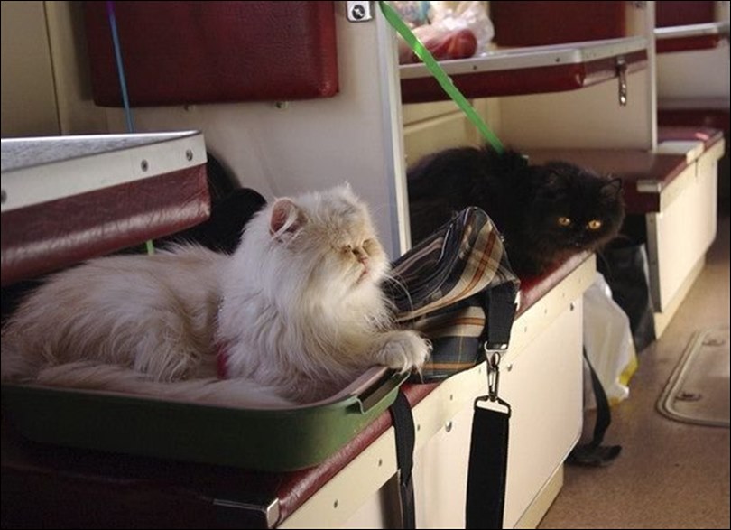 Правила перевозки кошек в поездах дальнего следования