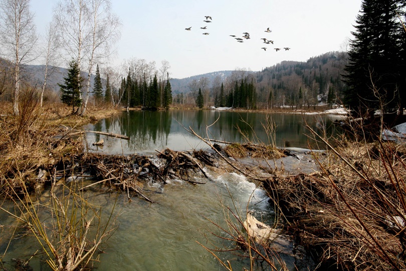 Крестовские Болота