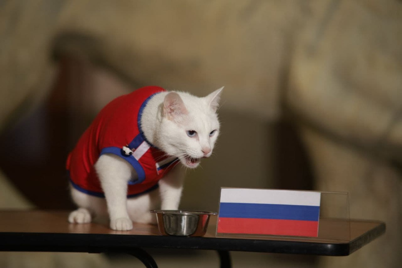 Эрмитажные коты сегодня