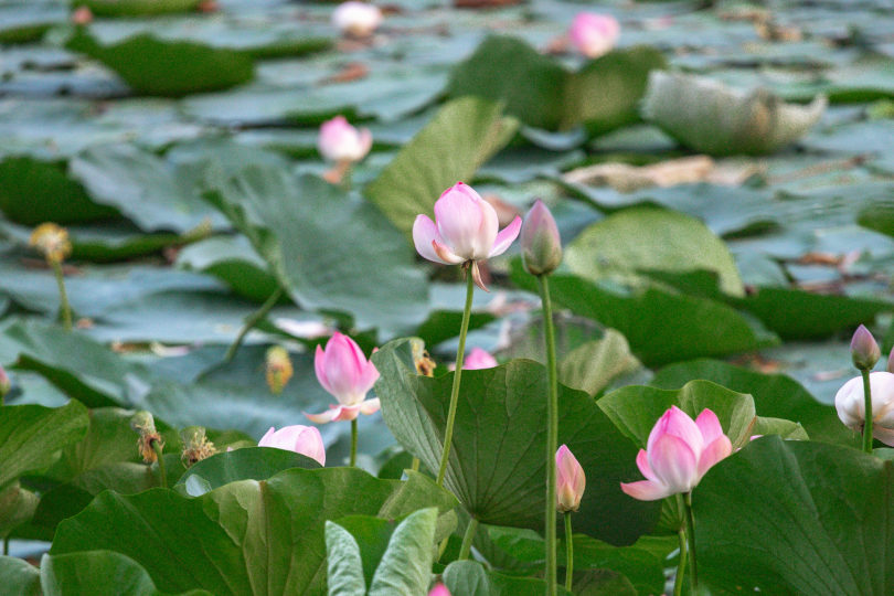 Поля лотосов
