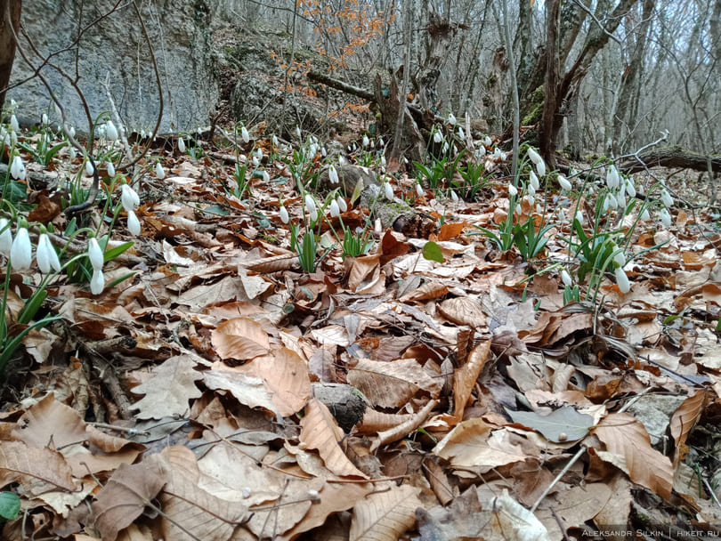 В начале марта в лесу все поляны усеяны белыми подснежниками