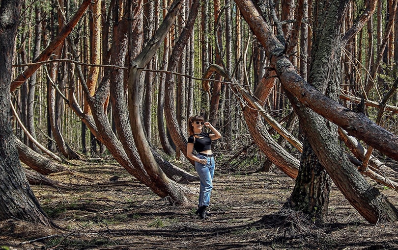 Загадочный «танцующий» лес под Рязанью