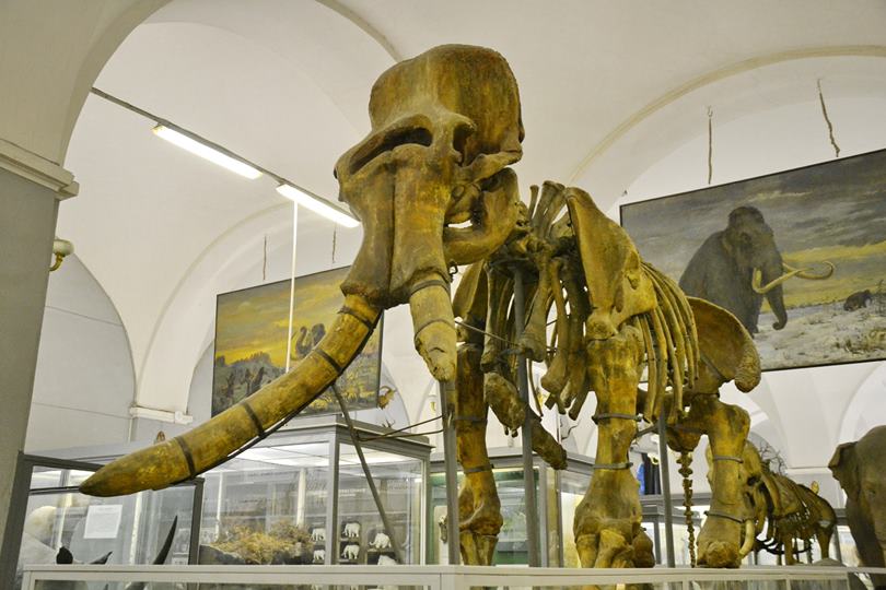 Зоологический музей на Васильевском острове