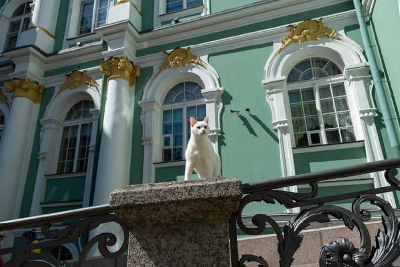 Эрмитажные коты сегодня