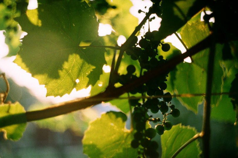 Таманский полуостров: терруар у двух морей