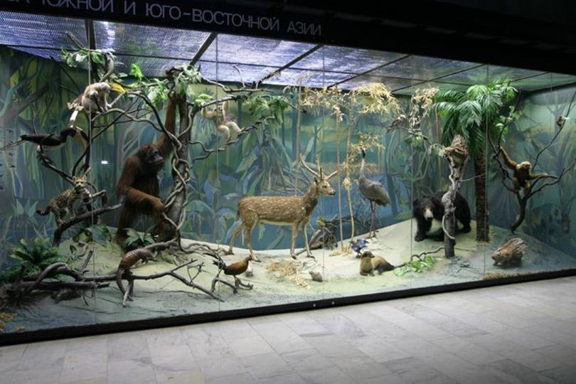 Экспозиции Дарвиновского музея