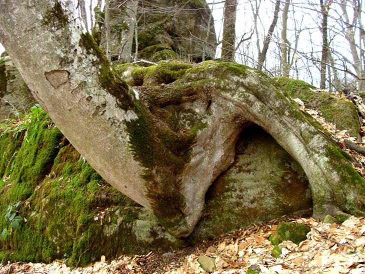 Каменный лес