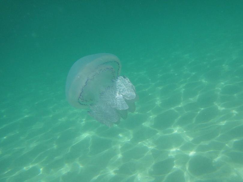 Когда в Азовском море меньше медуз?