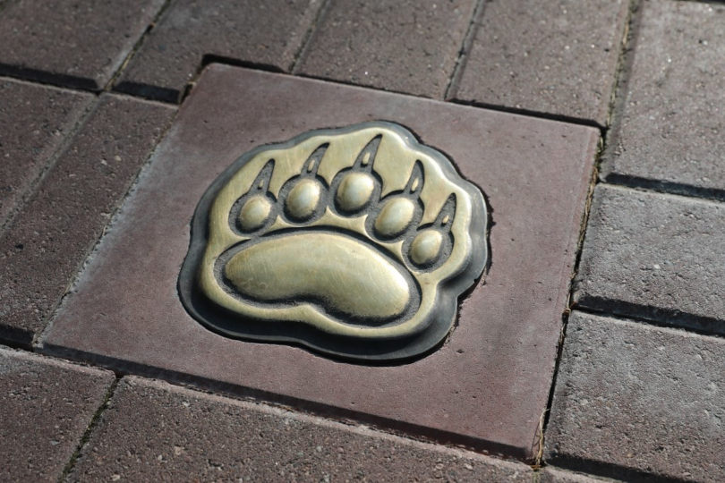 Туристический маршрут «Медвежья тропа» в Ярославле