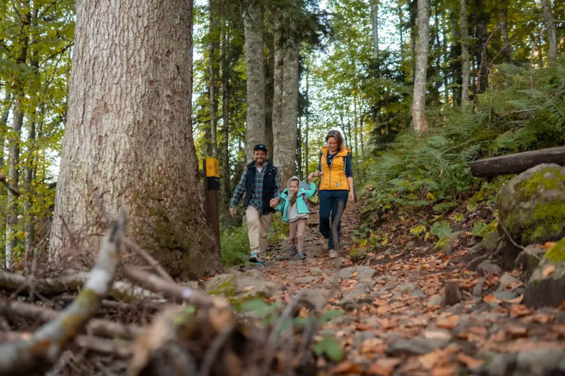 Реликтовый лес - путешествие в древний мир