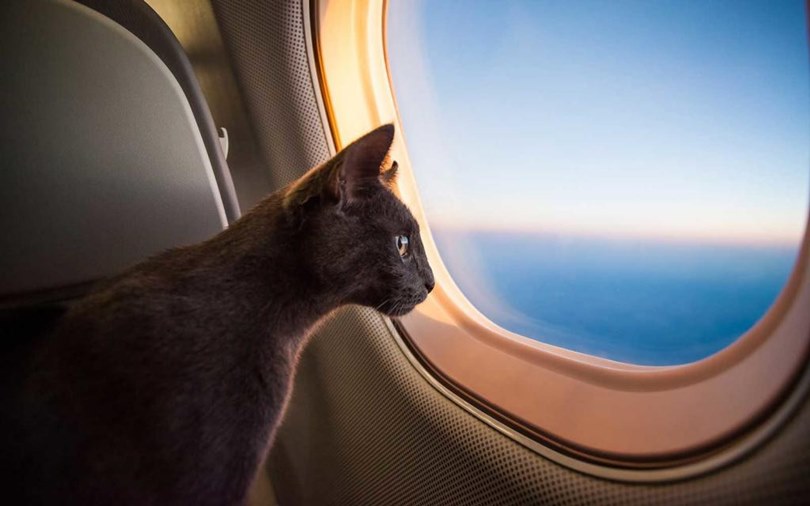 Правила перевоза животных в самолёте на международных рейсах