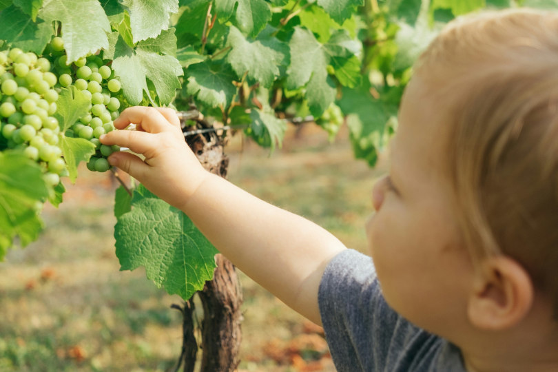 Можно ли посещать винодельни с детьми