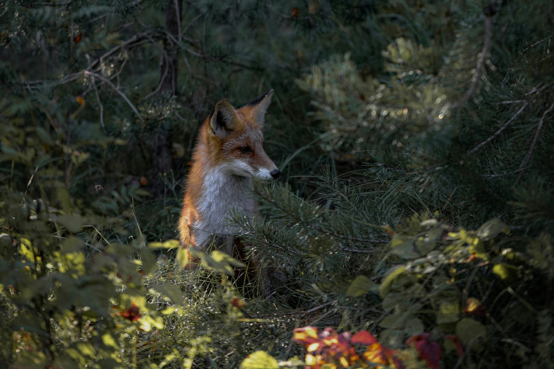 Какие правила поведения нужно соблюдать при посещении Куршской косы