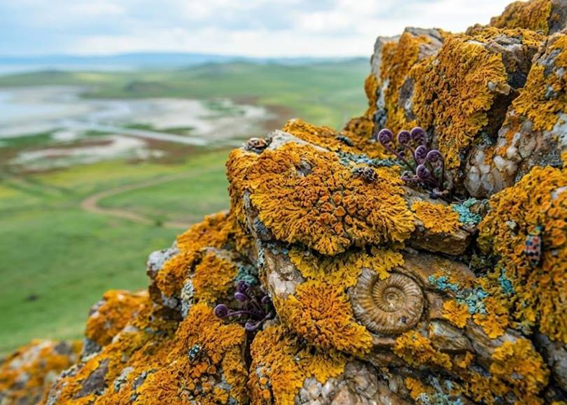 Флора и фауна ландшафтов Даурии